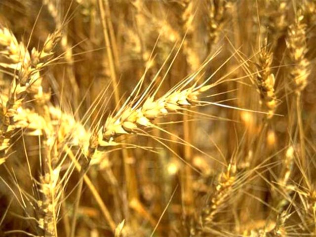 В бугульминских мечетях прочитали дуа перед сбором урожая